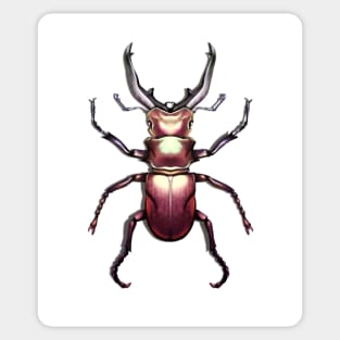 Stag Beetle Illustration Sticker